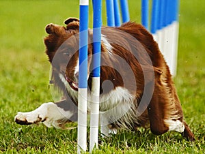 Dog Agility Weave Poles